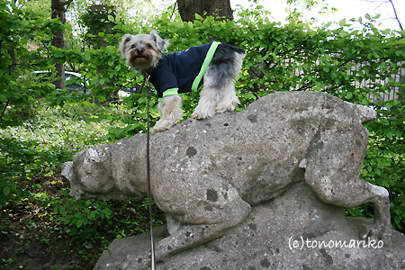 猟犬とバブー_c0024345_811179.jpg