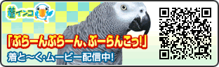 着インコ配信中_b0097747_1064151.gif