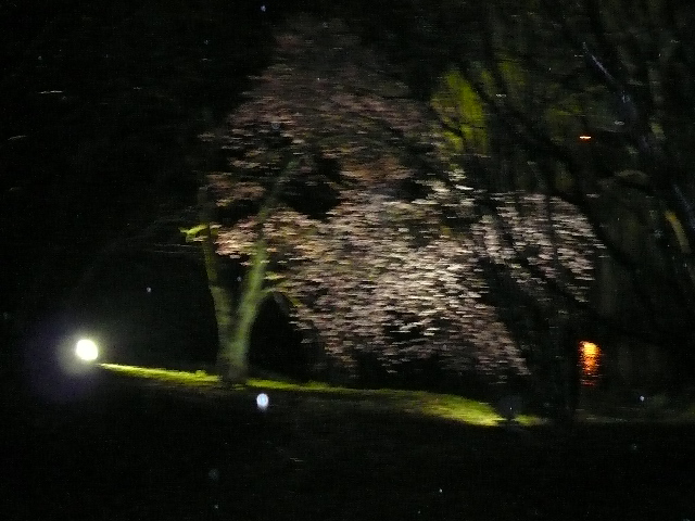 夜桜の会_c0110447_15543237.jpg