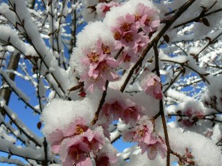雪桜_f0019247_21591732.jpg