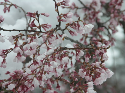 桜に雪の山中湖情報創造館_a0001068_1121558.jpg