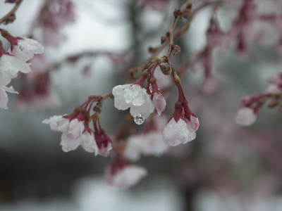 桜に雪の山中湖情報創造館_a0001068_11242476.jpg