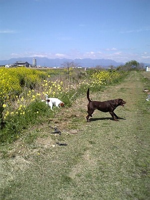 狂犬病ワクチン・・RIN編_f0133681_1935921.jpg