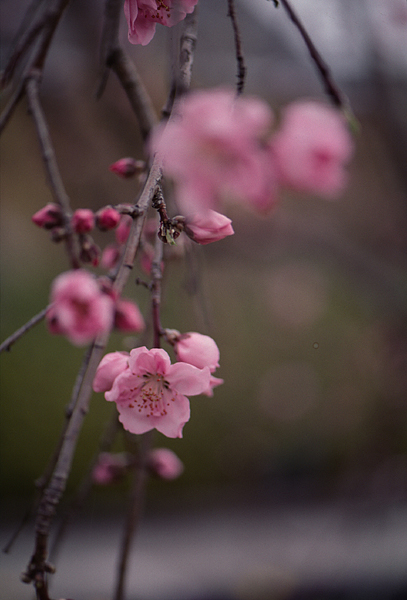 桜　Ⅱ_d0070386_8423693.jpg