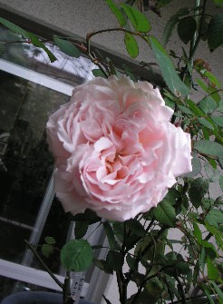 c0108693_23245890.jpg