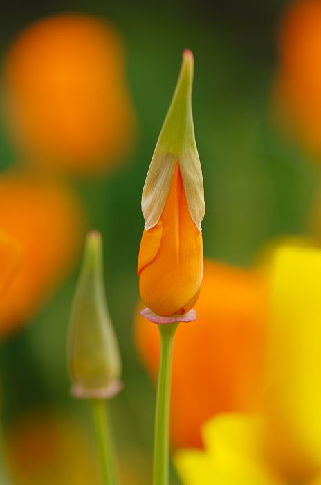 花壇の彩り_f0032011_21503396.jpg