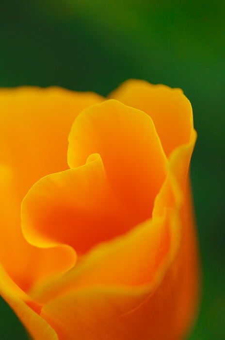 花壇の彩り_f0032011_21504274.jpg