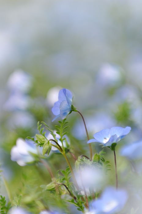 花壇の彩り_f0032011_21505053.jpg