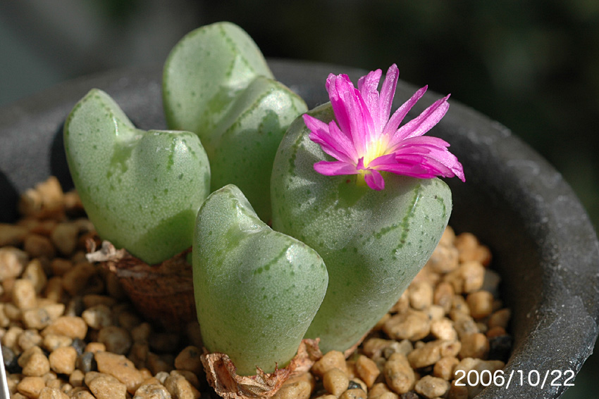 Conophytum bicarinatum_d0079818_23352175.jpg