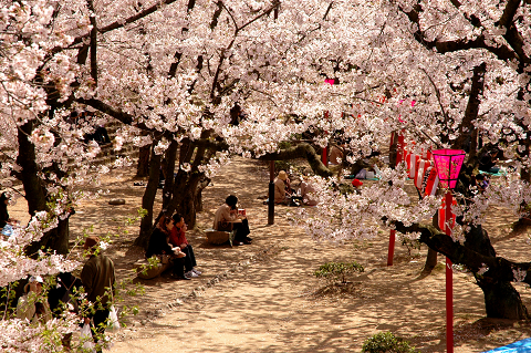 花の季節。_b0024419_038522.jpg