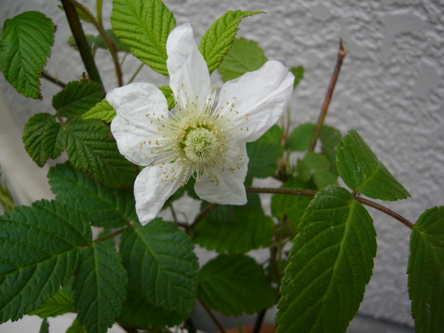 ** バライチゴ(薔薇苺) 花が咲きました **_f0136720_16524214.jpg