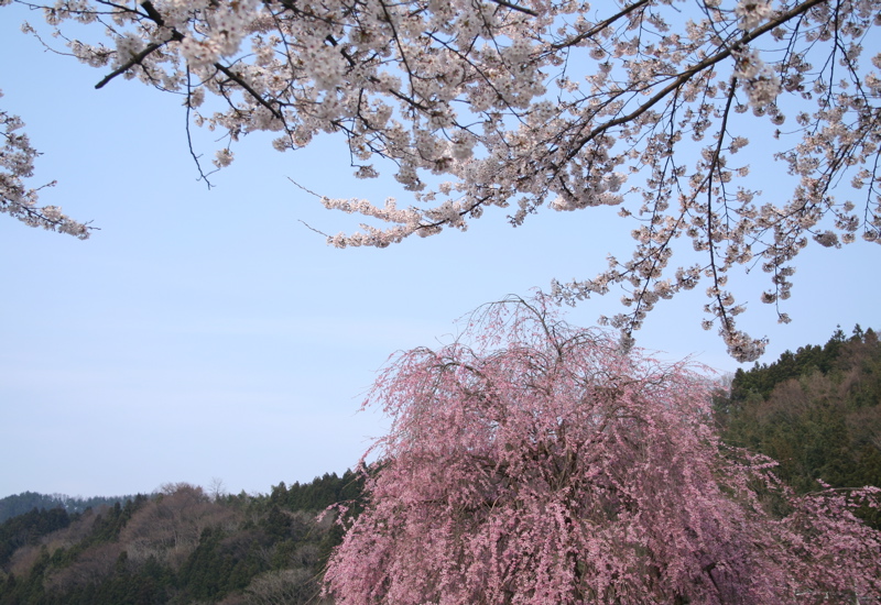 花が一気に咲いてます_e0009049_18515326.jpg