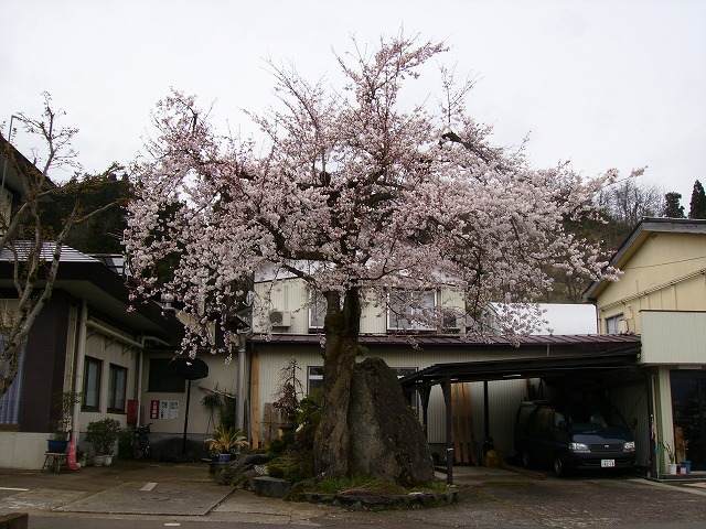 桜の開花_a0084753_9335236.jpg