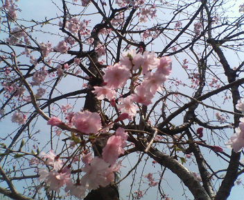 桜・ベストショット_a0061057_0131857.jpg