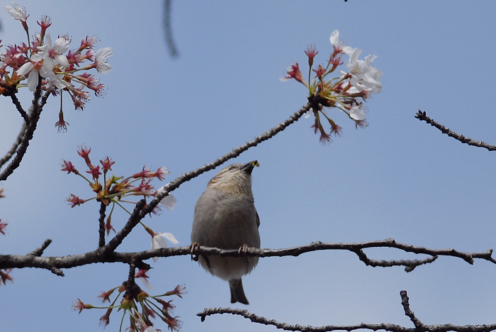 ニュウナイスズメ_f0053272_22135747.jpg