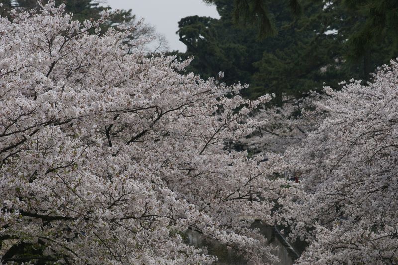 夙川の桜　－苦楽園からみた風景ー_d0079278_11342896.jpg