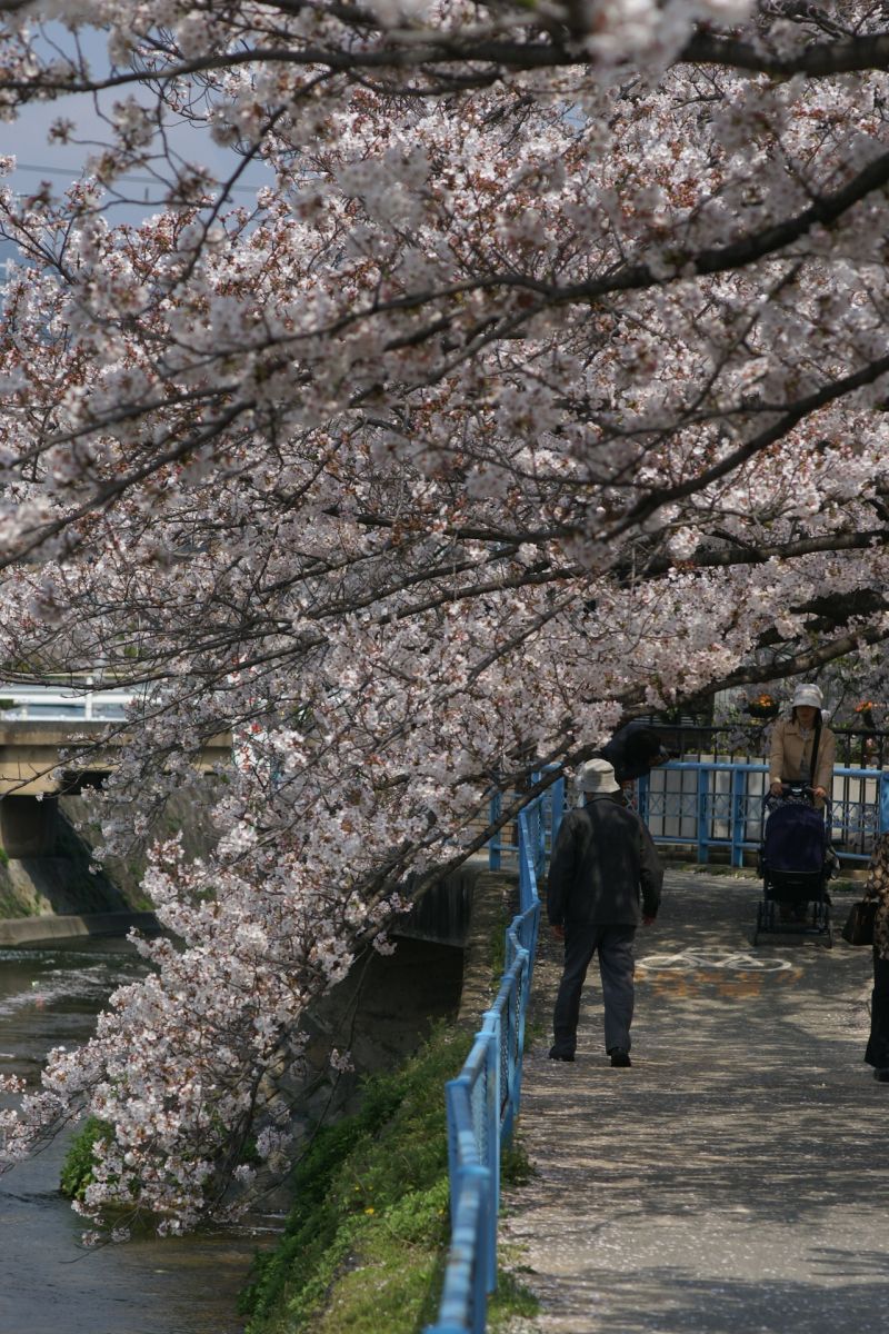 夙川の桜　－苦楽園からみた風景ー_d0079278_11382448.jpg