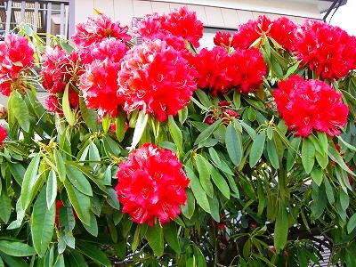 c0078480_23302335.jpg