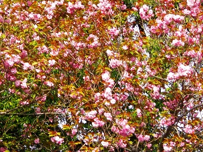 c0078480_2337027.jpg