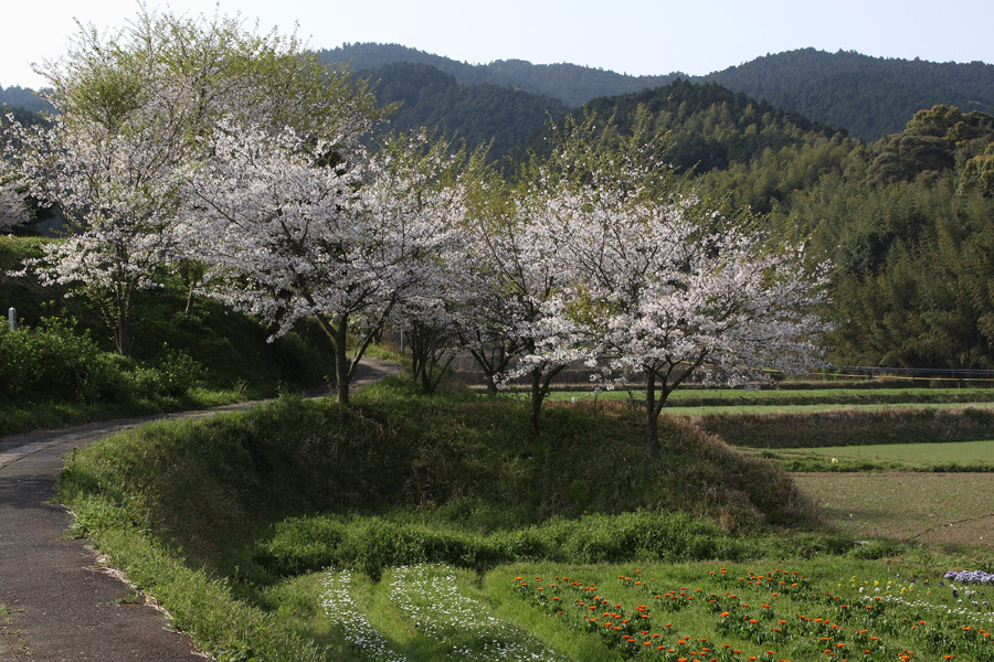 正助ふるさと村の春１_c0007190_20583342.jpg