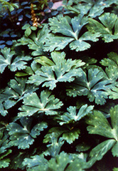 c0104793_10302067.jpg