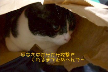 ひとりサーカスする猫_d0005397_10323383.jpg