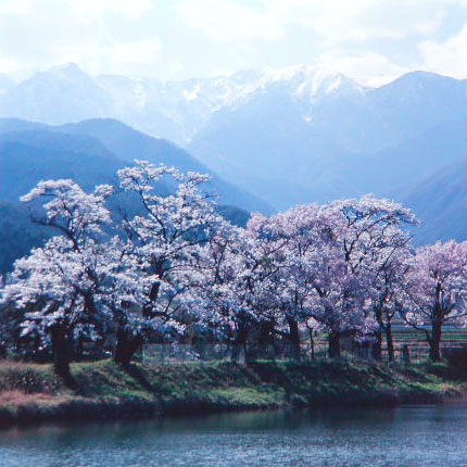 伊那路の桜_c0108198_20491955.jpg