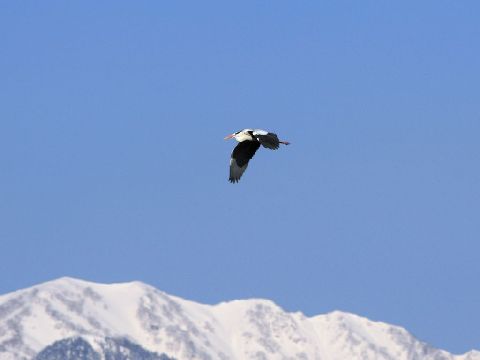 e0103903_1614217.jpg
