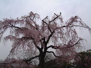 お花見行ってきました（一日目）_f0105913_9515065.jpg