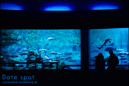 水族館デート_f0100215_021674.jpg