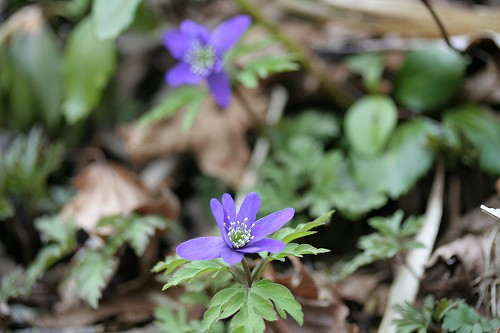 キクザキイチゲ　（菊咲一華/キンポウゲ科)_c0048117_21181029.jpg