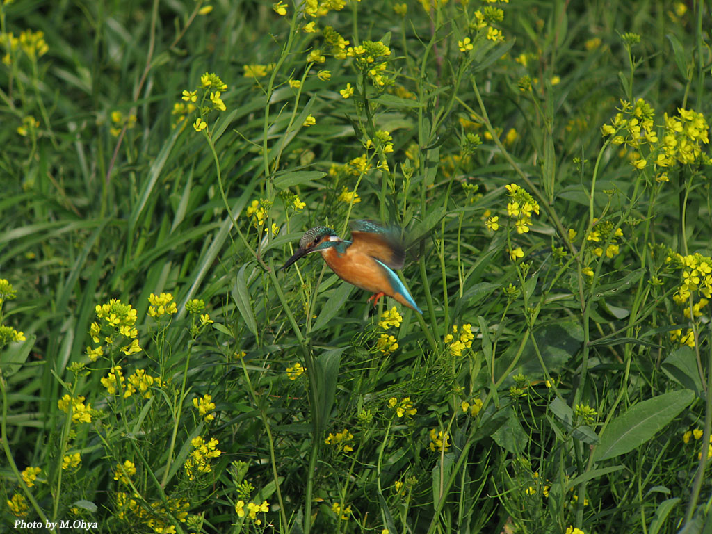 菜の花の中で・・・・_f0003418_19273259.jpg