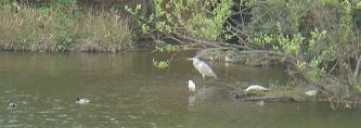 池の鳥たち_d0118729_1949594.jpg