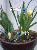 c0073332_1151682.jpg
