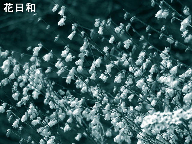f0099535_1737797.jpg