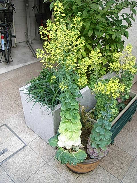 f0040342_19353441.jpg