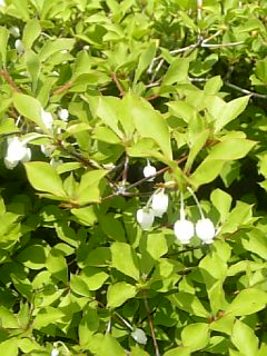 ドウダンツツジの花が咲き始めましたね♪_f0099147_13164132.jpg