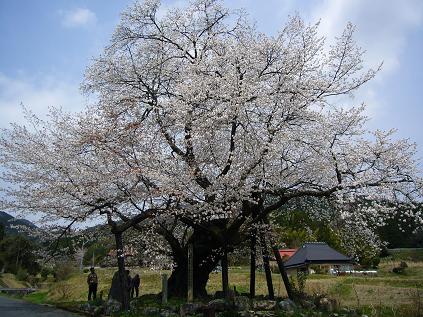 尾所の桜（おそのさくら）_f0108049_2218473.jpg