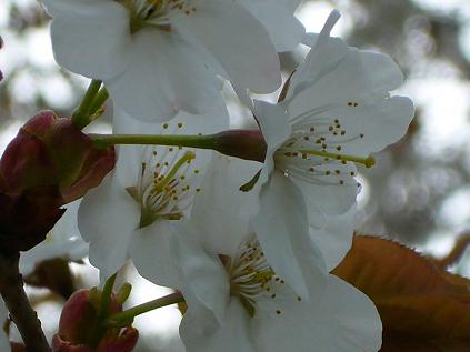 尾所の桜（おそのさくら）_f0108049_22202234.jpg