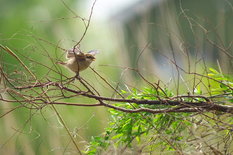 百舌鳥・巣立ち_a0021270_14401454.jpg