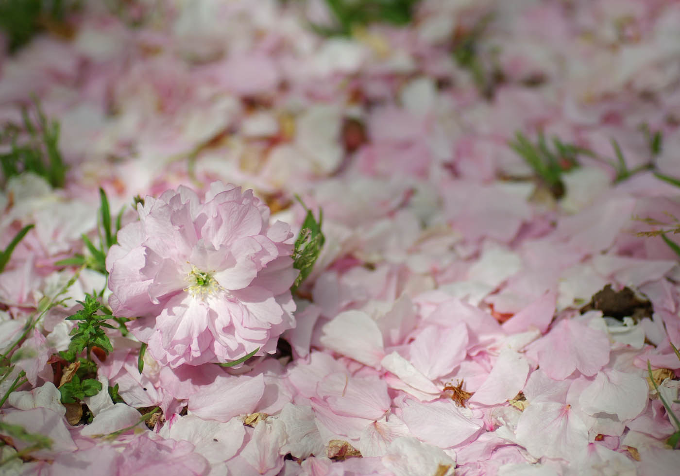 新宿御苑の散桜 気分は放浪記