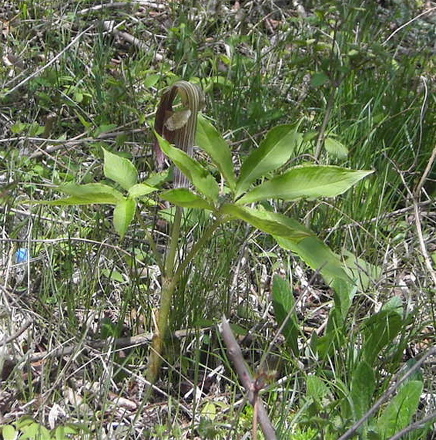 a0061977_1816374.jpg