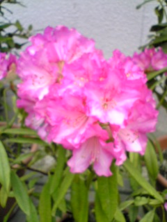 e0046477_1652356.jpg