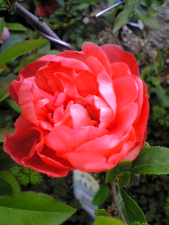 e0046477_16571735.jpg