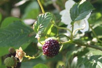 ここ1ヶ月ほどの植物達!_b0084378_2054567.jpg