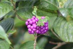 ここ1ヶ月ほどの植物達!_b0084378_20553394.jpg