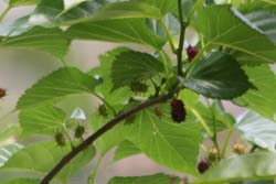 ここ1ヶ月ほどの植物達!_b0084378_2056343.jpg