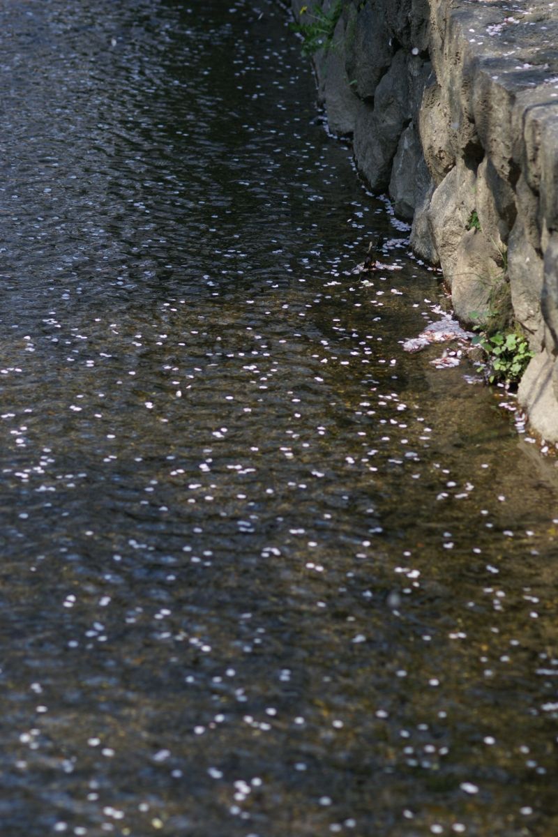 京都の桜爛漫のころ　－木屋町・東山・平安神宮ー_d0079278_21253566.jpg