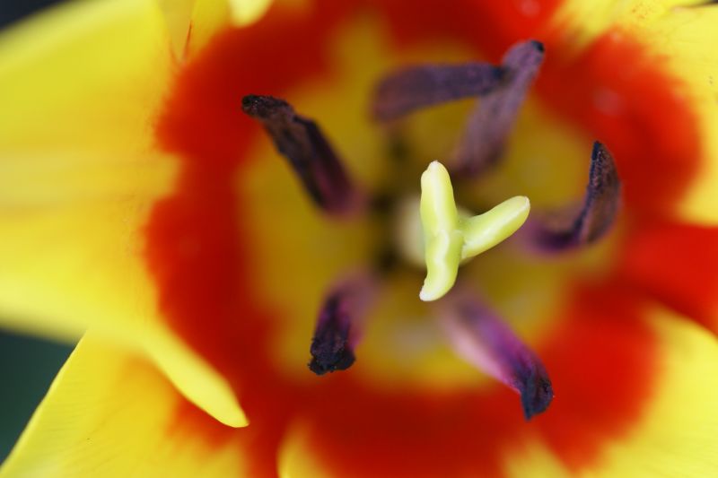 チューリップ しべの万華鏡ー 月下 桜 の 世界 チューリップ しべの万華鏡ー 月下 桜 の 世界
