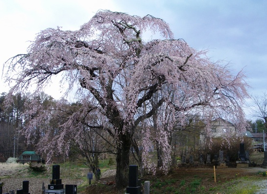 高森観音堂のしだれ桜が見頃です。（長野県富士見町高森）_f0008284_12332752.jpg